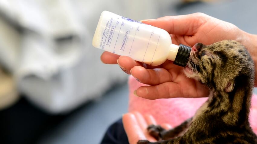 PHOTOS: Clouded leopard quadruplets healthy and adorable in Tacoma