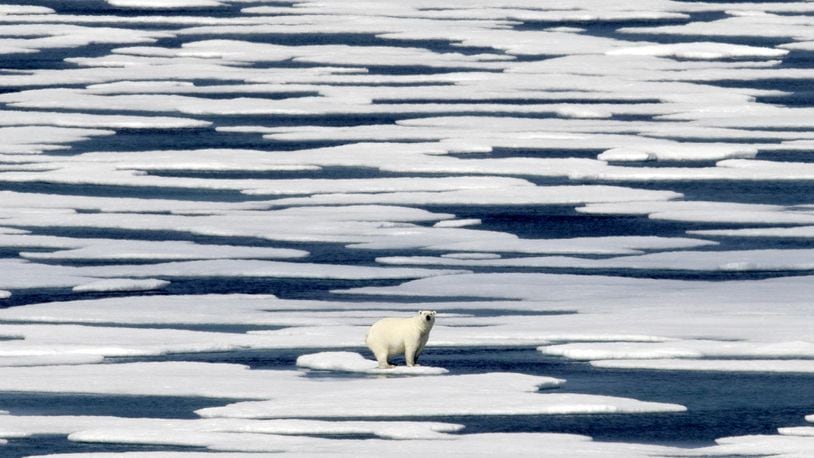 A polar bear stands on the ice in the Franklin Strait in the Canadian Arctic Archipelago, Saturday, July 22, 2017. While some polar bears are expected to follow the retreating ice northward, others will head south, where they will come into greater contact with humans, encounters that are unlikely to end well for the bears. (AP Photo/David Goldman)