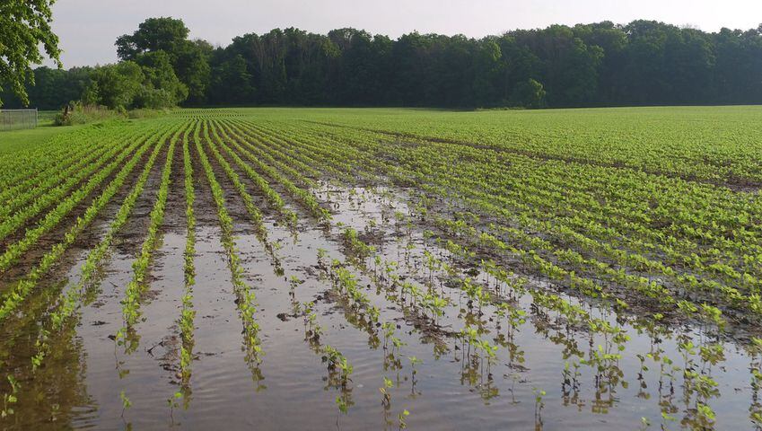 Wet, dry, wet: spring planting/growing a challenge for farmers