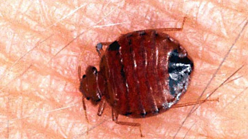 A Middletown man told police someone threw bedbugs into his house while committing vandalism. Here, a common bed bug is shown. (AP Photo/University of Florida, File)
