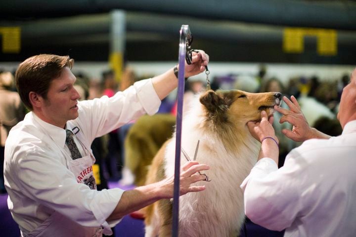 137th Westminster Dog Show