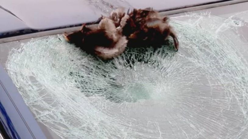 A turkey smashed into the windshield of a new BMW Friday afternoon in Bourne, Massachusetts.