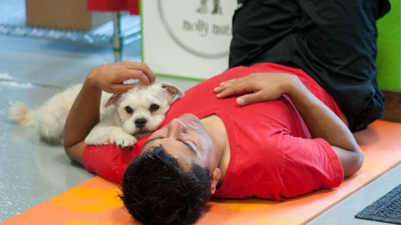 Kaxan, a 2-year-old terrier mix, stays close to owner Edward Flores during a stretching session.