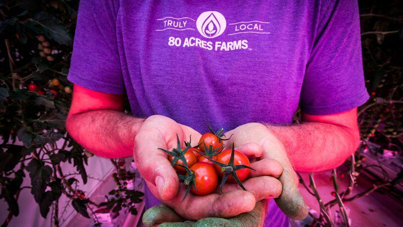 Head grower Robert Norris holds freshly plucked tomatoes at 80 Acres Farms that is now operating in downtown Hamilton. They purchased the former Miami Motor Car Co. building on S. 2nd Street in February 2017 and have renovated it to create an indoor farm facility. The special pink colored lighting is controlled by a timer for optimal growing conditions. NICK GRAHAM/STAFF