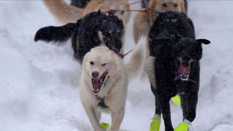 A woman in Maine is using her mushing team to deliver groceries to people at risk to coronavirus.