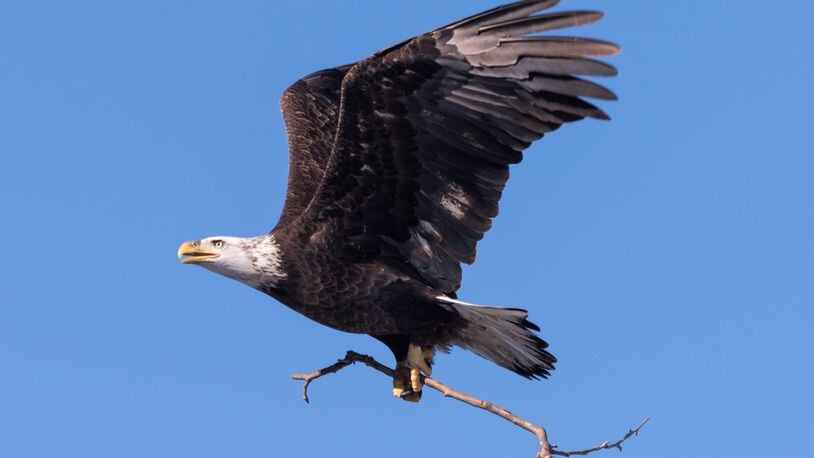 Photos of bald eagles taken on the grounds of Carillon Historical Park by photographer Jason Hale. CONTRIBUTED
