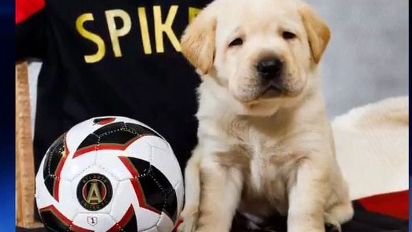 Atlanta United announced Thursday a new member of the team: a 12-week-old Labrador retriever named Spike. (Atlanta United/Atlanta United)