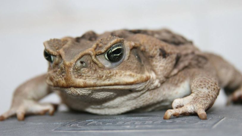 Poisonous bufo toads have become a nuisance in a South Florida community.