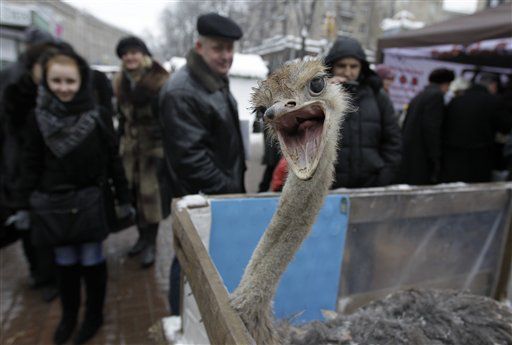 People gather around to view an ostrich, put on display in the Ukrainian capital, Kiev.