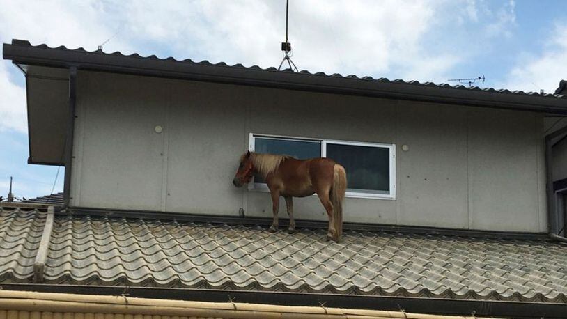 Leaf, a 9-year-old mare, was found on a roof in Japan after severe flooding.