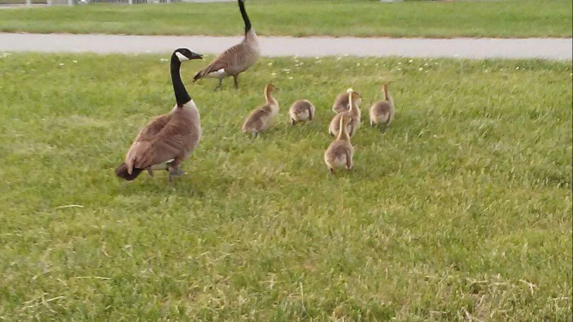 Lyndsey Long took this photo on May 15 in Brookville. She says, “This was an adorable little family of geese that had crossed the road together into the grass. Absolutely adorable!”