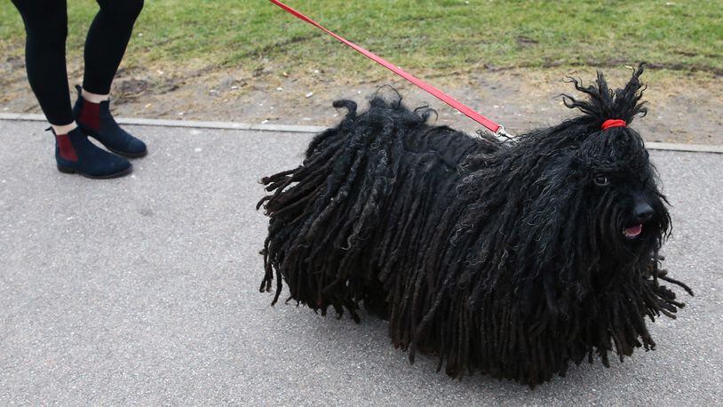 FILE PHOTO: A puli dog, similar to the one pictured, became a surrogate mom for a few hours after a baby possum hitched a ride on the dog's coat.