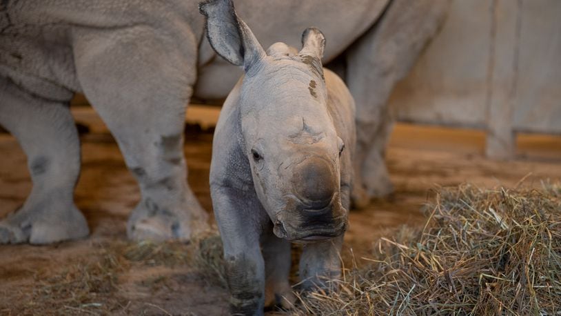 The Wilds, a non-profit safari park and conservation center in Cumberland, Ohio, east of Columbus, announced the birth of a third rhinoceros calf this season. The male rhino calf was born overnight on The Wilds’ pasture on Oct. 25 to mother, Agnes.