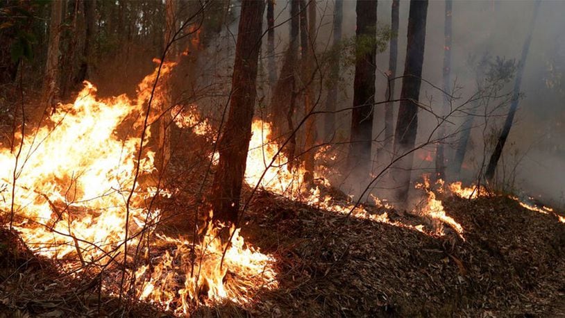Fires lit to to help control a larger fire burn near Burrill Lake, Australia, Sunday, Jan. 5, 2020. Milder temperatures Sunday brought hope of a respite from wildfires that have ravaged three Australian states, destroying almost 2,000 homes.