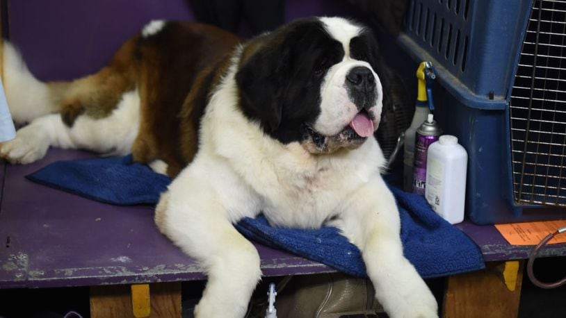 South Dakota St. Bernard sets world record for dog with longest tongue