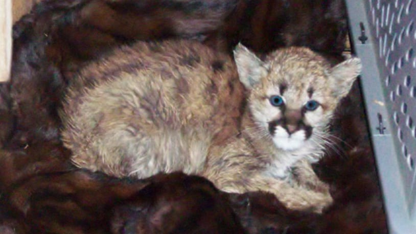 The young mountain lion that people brought inside their Colorado home.