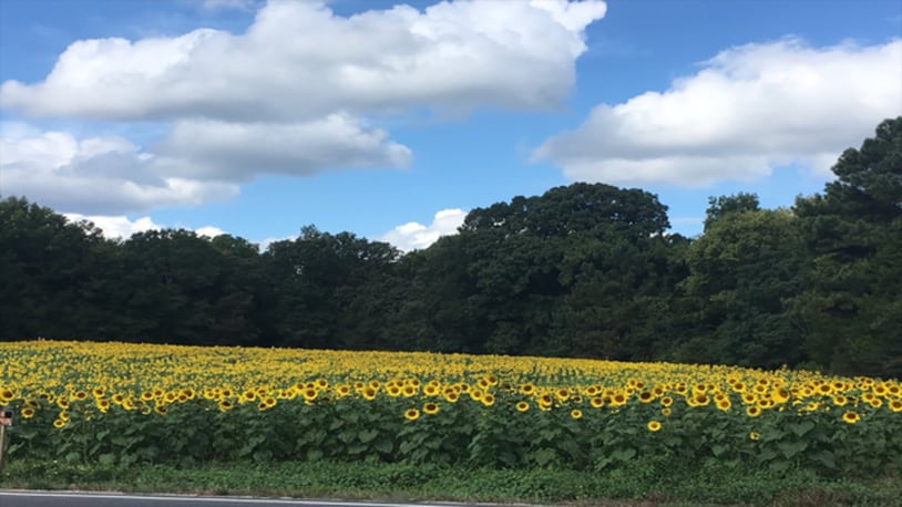 A field of sunflowers in North Carolina may be beautiful to many, but it is causing traffic headaches for neighbors.