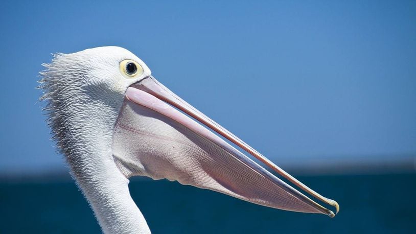 A video showing a man jumping into the water on top of a pelican in the Florida Keys has authorities pondering whether to press charges.