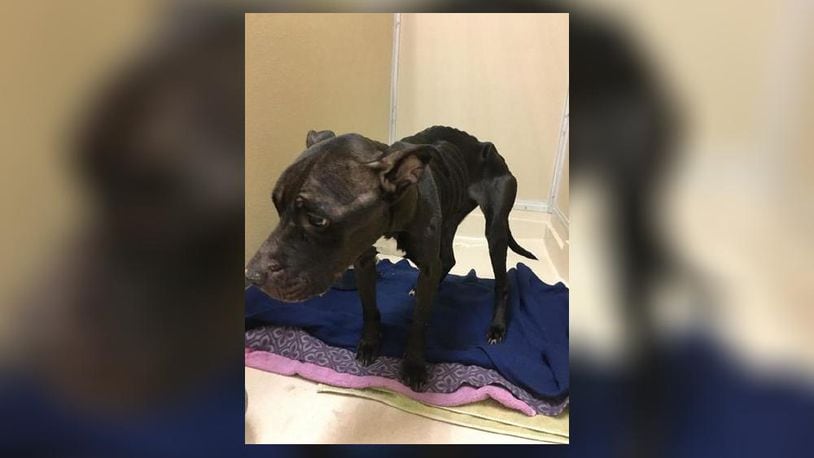 Emaciated female dog found Monday in Middletown BUTLER COUNTY SHERIFF’S OFFICE