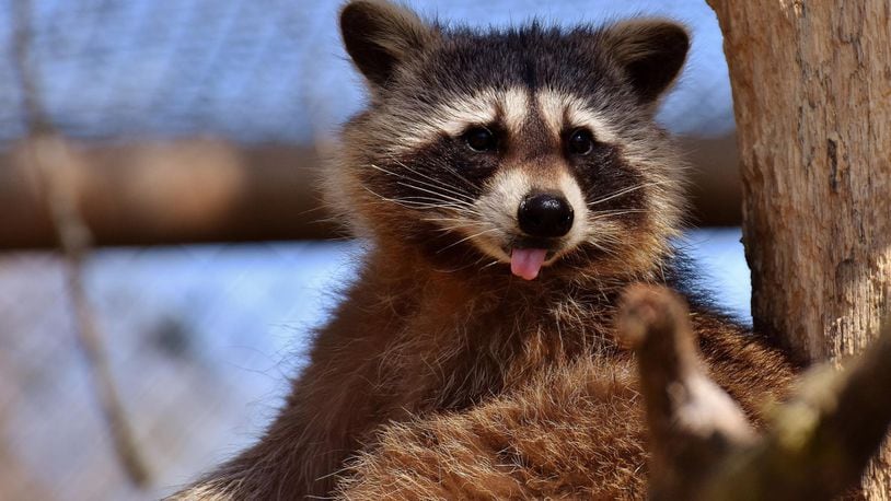 Stock image of a raccoon.