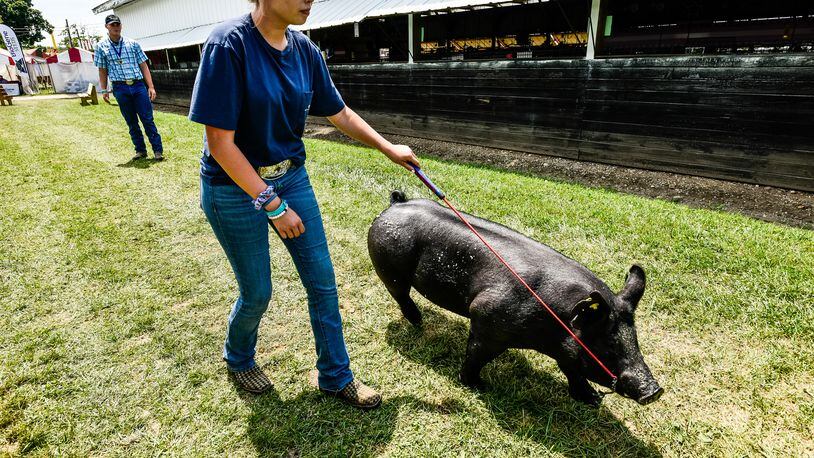 Fair King Dalton Norris teaches Allison Gentry how to show his pig, Baked Beans, during the Butler County Fair Thursday, July 26 at the Butler County Fairgrounds in Hamilton. Gentry won horses class and will show a variety of animals in the Showman of Showmen Friday evening. NICK GRAHAM/STAFF