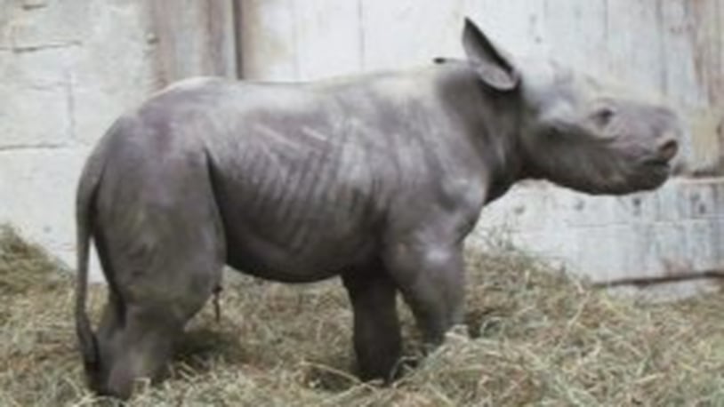 Kendi, a rare black rhino, was born Monday. (Photo: Cincinnati Zoo)