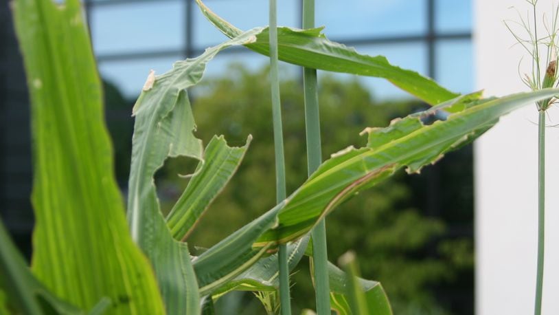 Common armyworm damage on ornamental corn. CONTRIBUTED/PAMELA BENNETT