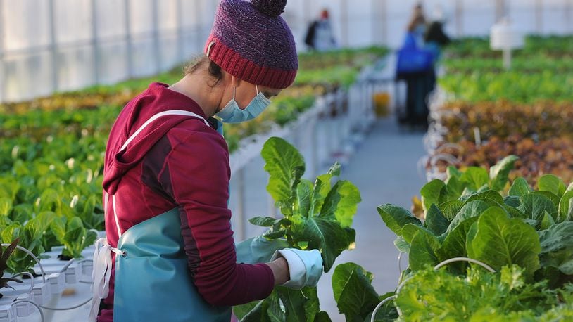 Anna Vinson, a volunteer at the Dayton Foodbank helps with the  harvesting of the first organic heads of lettuce and greens, produced in the recently built Beverly K. Greenehouse, on Monday morning, Dec. 20, 2021.  The Foodbank, like other area nonprofits, faced a challenging 2021, but was helped by an "incredibly supportive donor base." MARSHALL GORBY\STAFF