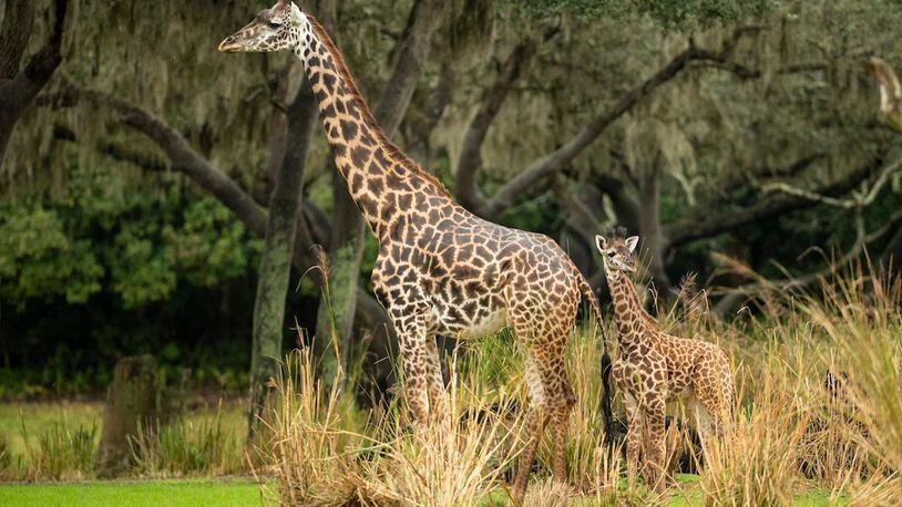 The latest edition to Walt Disney World's Animal  Kingdom is a baby giraffe born Monday afternoon at the theme park in Florida. Another giraffe, pictured here, was born on Dec. 7 and is named Amira.