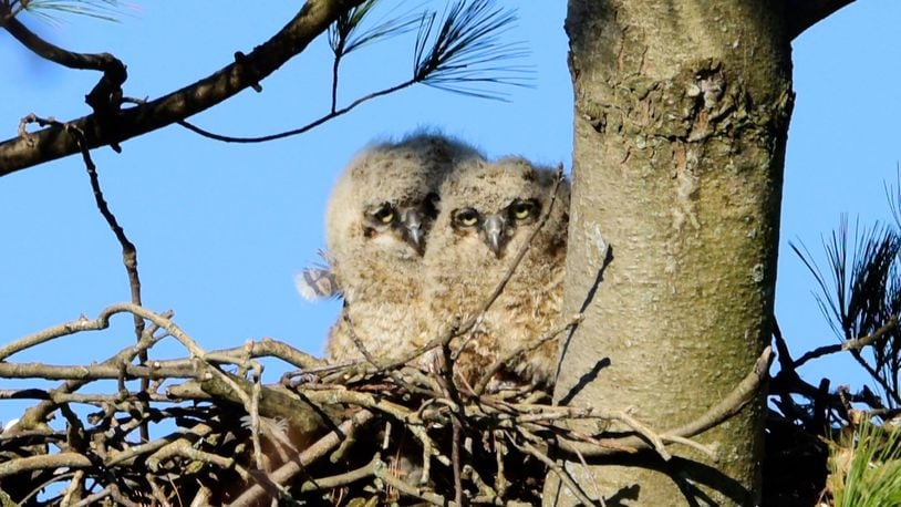 Two baby great horned owls in March 2019 at Woodland Cemetery, photographed by Roger Garber.