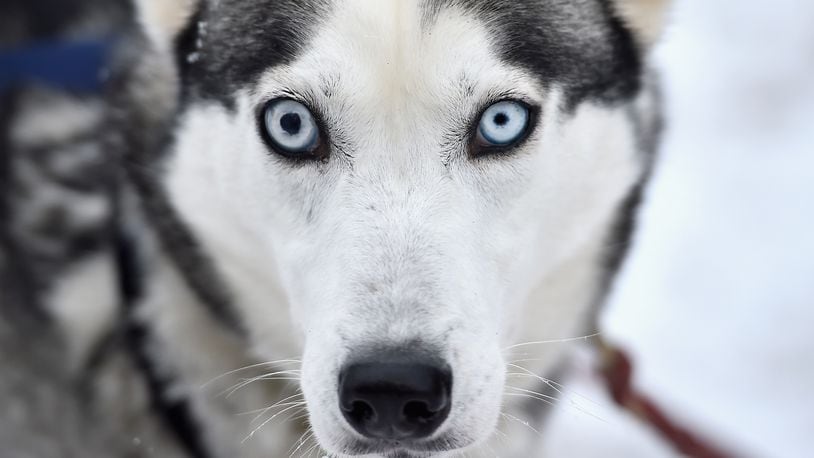 A Siberian husky, like this one, was stolen from a Fort Bend, Texas woman during a brazen daylight robbery.