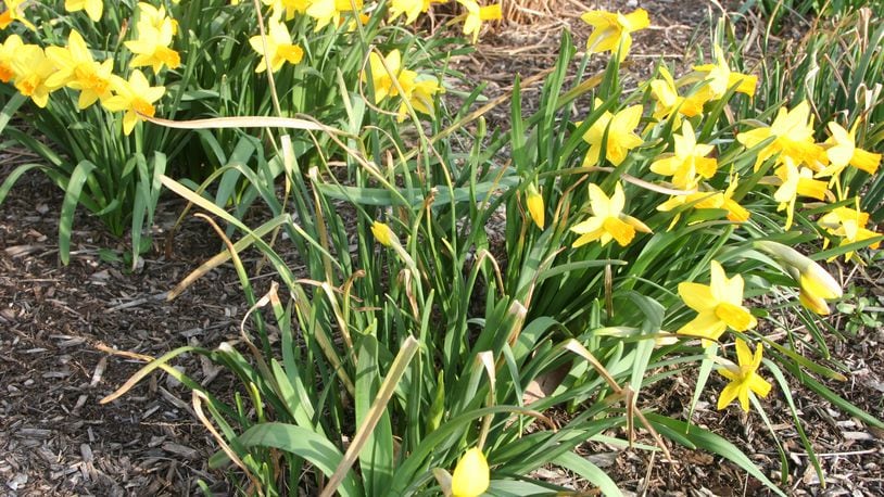 Flowers will still bloom from daffodil foliage that was damaged from winter cold. CONTRIBUTED