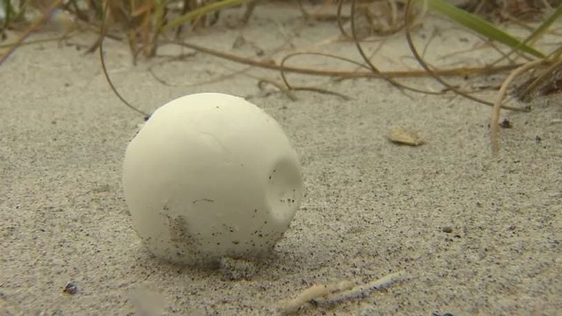 If volunteers spot turtle eggs or nests, they are only allowed to cover them back up with sand due to strict laws. The act of picking up the eggs is outlawed. (WFTV.com)