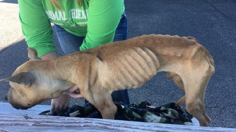 The Butler County Sheriff&rsquo;s Office is looking for the owner of this severely emaciated and dehydrated dog that was found Wednesday on a St. Clair Twp. road. CONTRIBUTED