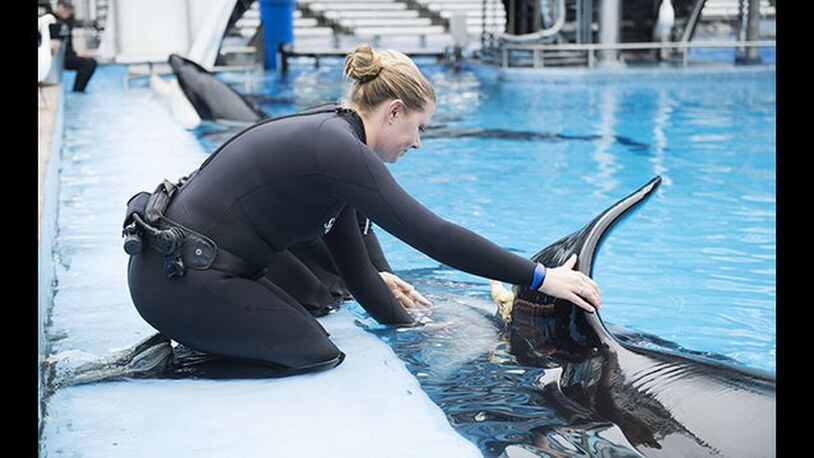 Katina, a killer whale at SeaWorld in Orlando, injured a dorsal fin interacting with other whales, officials said. (Photo: SeaWorld)