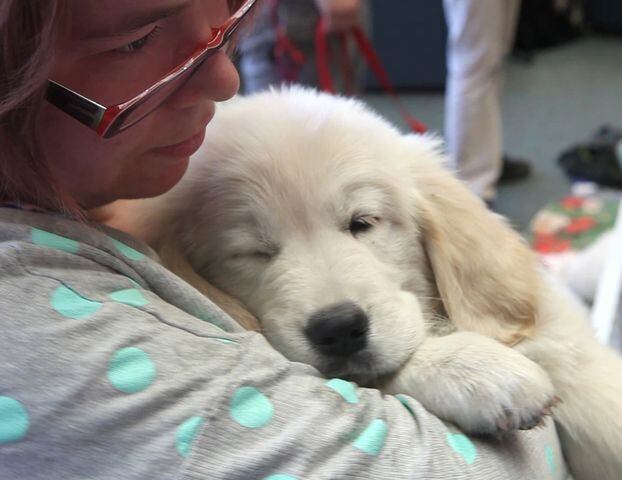 Puppy Therapy for WSU Students