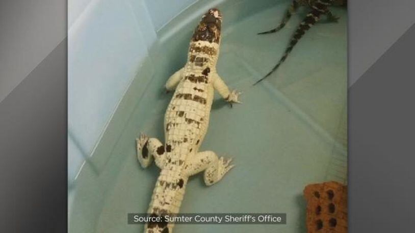 The Sumter County Sheriff's Office is looking for Snowball, a rare Leucistic alligator who was stolen from the stars of the TV show "Swamp Brothers" after their Bushnell sanctuary was robbed and set on fire. Dozens of other reptiles died in the fire.