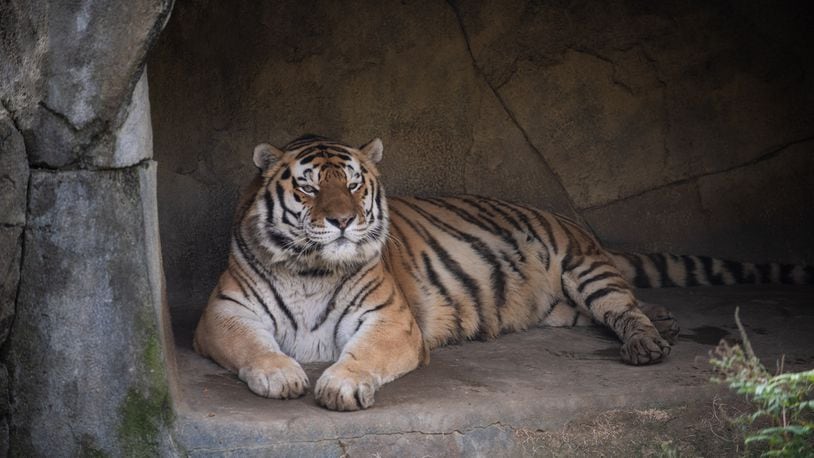 Jupiter, an Amur tiger at the Columbus Zoo and Aquarium, died of COVID-19 complications Sunday, June 26, 2022. He was the first animal at the Columbus zoo to succumb to the coronavirus, the zoo said.
