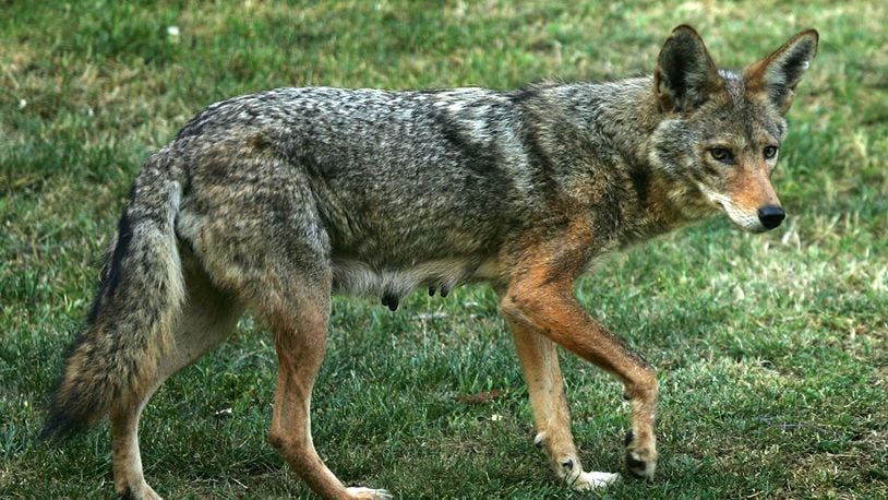 Coyotes scared off dogs in New Hampshire. The encounter was caught on camera.