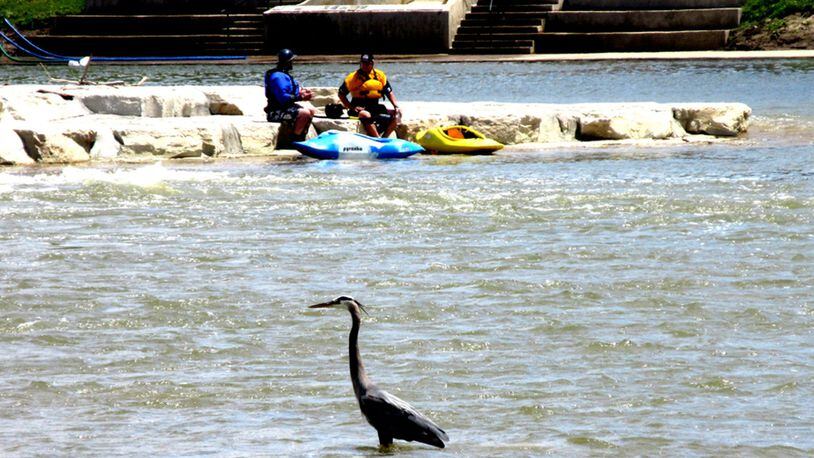 Allen Johnson of Dayton took this photo on May 14 in Dayton at RiverScape River Run, the new kayaking attraction downtown at RiverScape MetroPark. Johnson says, “While I was biking I saw a great blue heron watching the kayakers by the low dam. It seemed to enjoy the increased kayaking activity resulting from the new whitewater passage.”