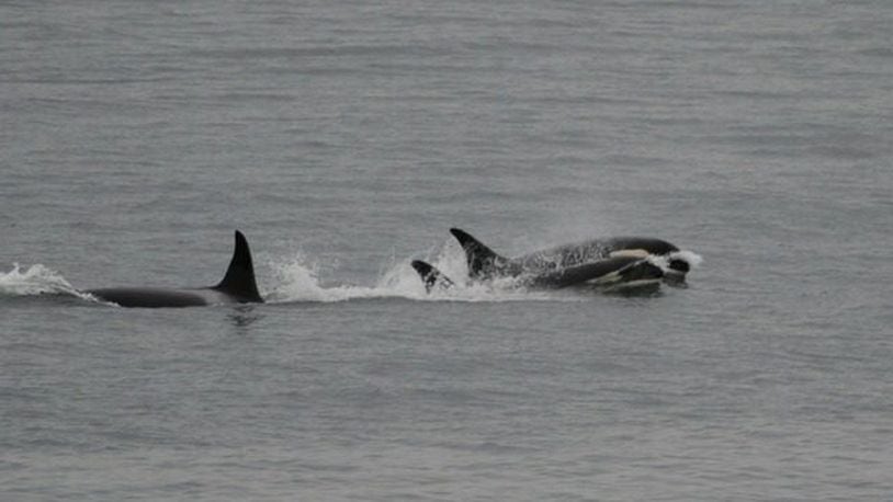 An orca mom released its dead calf after carrying it for more than two weeks.