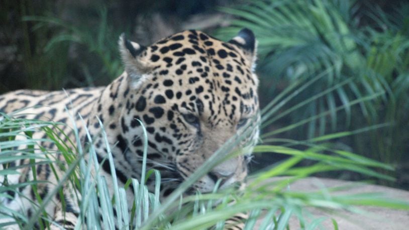 A male jaguar (not pictured) escaped its habitat enclosure at the Audubon Zoo in New Orleans on Saturday, July 14, killing six other animals.