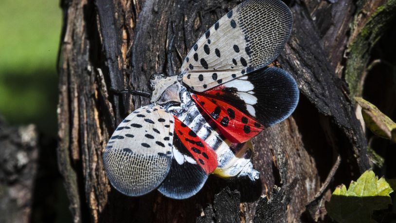 This Sept. 19, 2019, file photo, shows a spotted lanternfly at a vineyard in Kutztown, Pa. State agriculture officials have added 12 counties to the quarantine list, raising the total number of counties under quarantine to 26. (AP Photo/Matt Rourke, File)