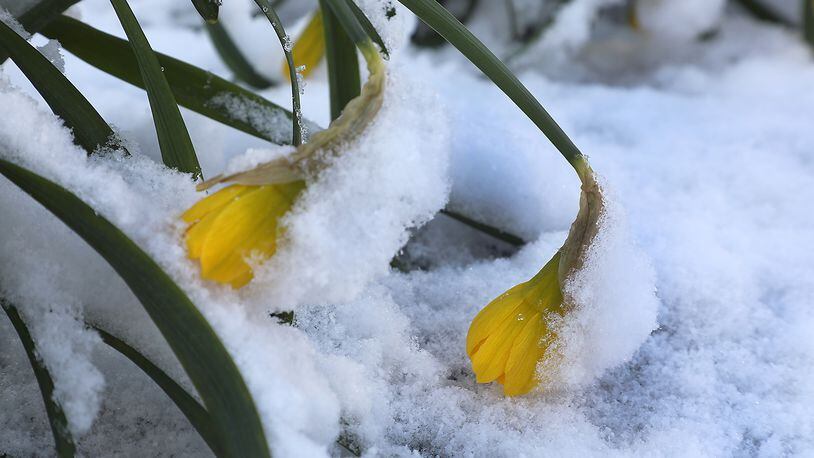 Daffodils growing in downtown Springfield were all hunched over under the weight of the snow Monday, April 2, 2018. Bill Lackey/Staff