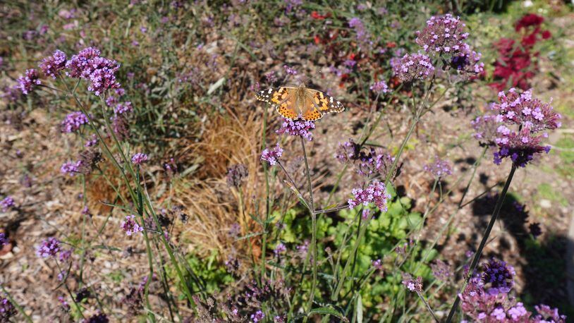 Painted lady butterflies on Verbena bonariensis which is still providing rich color. CONTRIBUTED