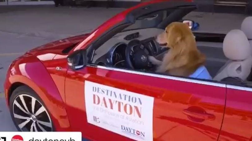Rocky, a Dayton area dog, stars in a Dayton Convention and Visitors Bureau video for a HelmsBriscoe Instagram contest.