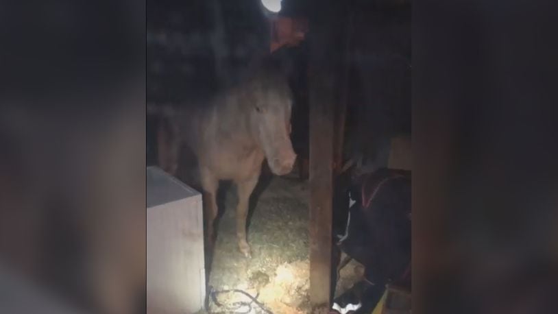 Police were called to a Minnesota home after the owner discoed a horse was in her basement, according to authorities.