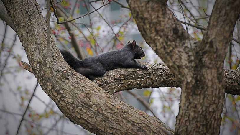 A black squirrel is up in a tree in Xenia. MARSHALL GORBY / STAFF