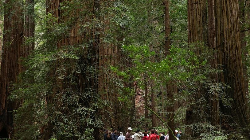 Coastal Redwood trees dwarf visitors at Muir Woods National Monument in California. Several national parks have tweeted about climate change, since the Trump administration ordered the EPA to remove climate change info from its website