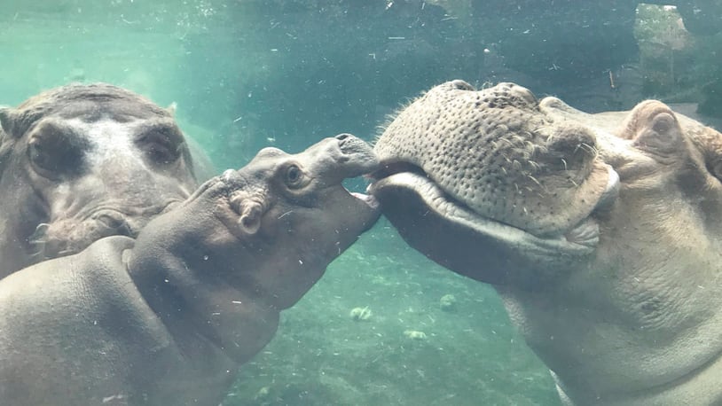 In this photo provided by the Cincinnati Zoo & Botanical Garden, Fiona, a baby Nile hippopotamus, born prematurely Jan. 24, 2017, swims outside for the first time with her father Henry, right, as her mother Bibi, left, watches in the pool of the zoo's Hippo Cove exhibit Tuesday, July 11, 2017, in Cincinnati.